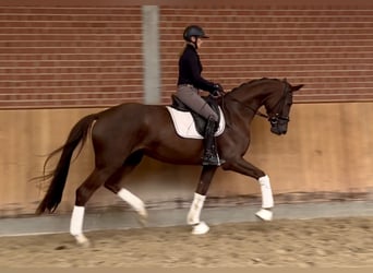 Koń hanowerski, Klacz, 3 lat, 175 cm, Ciemnokasztanowata
