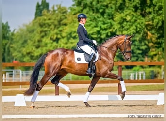 Koń hanowerski, Klacz, 3 lat, 176 cm, Gniada