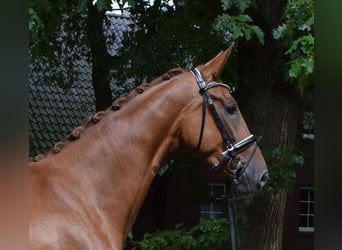 Koń hanowerski, Klacz, 3 lat, 178 cm, Kasztanowata