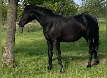 Koń hanowerski, Klacz, 3 lat, Kara