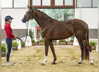 Koń hanowerski, Klacz, 3 lat, Kasztanowata