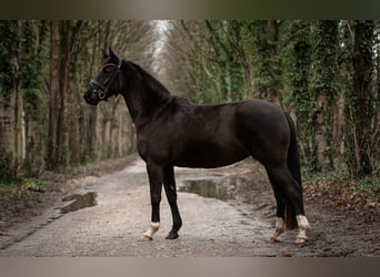 Koń hanowerski, Klacz, 4 lat, 158 cm, Kara