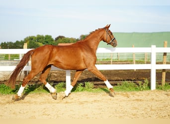 Koń hanowerski, Klacz, 4 lat, 160 cm, Ciemnokasztanowata