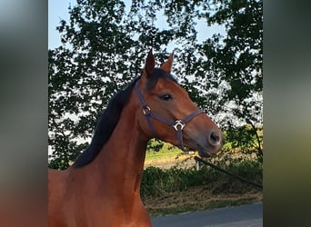 Koń hanowerski, Klacz, 4 lat, 160 cm, Gniada