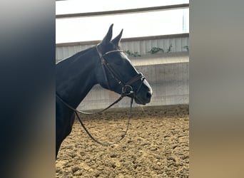 Koń hanowerski, Klacz, 4 lat, 160 cm, Kara
