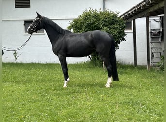 Koń hanowerski, Klacz, 4 lat, 160 cm, Kara