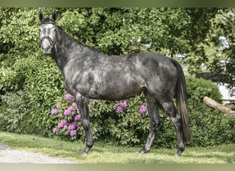 Koń hanowerski, Klacz, 4 lat, 160 cm, Karosiwa