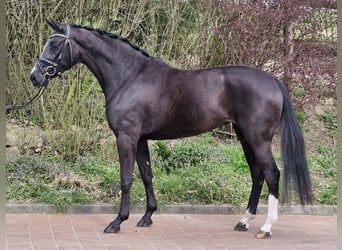 Koń hanowerski, Klacz, 4 lat, 161 cm, Kara