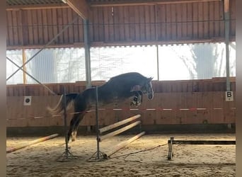 Koń hanowerski, Klacz, 4 lat, 161 cm, Siwa