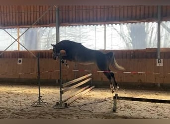 Koń hanowerski, Klacz, 4 lat, 161 cm, Siwa