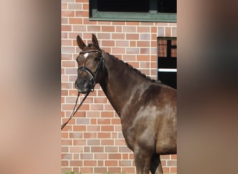 Koń hanowerski, Klacz, 4 lat, 162 cm, Ciemnokasztanowata