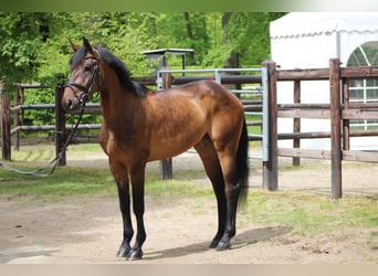 Koń hanowerski, Klacz, 4 lat, 162 cm, Gniada