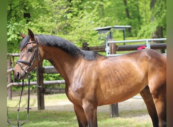 Koń hanowerski, Klacz, 4 lat, 162 cm, Gniada