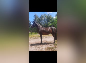 Koń hanowerski, Klacz, 4 lat, 162 cm, Kara