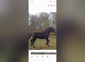 Koń hanowerski, Klacz, 4 lat, 162 cm, Kara