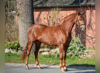 Koń hanowerski, Klacz, 4 lat, 162 cm, Kasztanowata