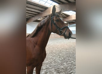 Koń hanowerski, Klacz, 4 lat, 162 cm, Kasztanowata