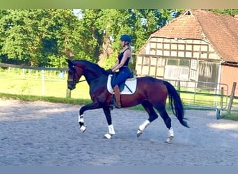 Koń hanowerski, Klacz, 4 lat, 163 cm, Ciemnogniada
