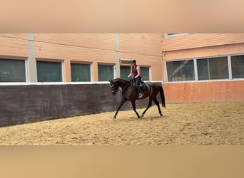 Koń hanowerski, Klacz, 4 lat, 163 cm, Ciemnogniada
