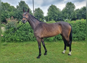 Koń hanowerski, Klacz, 4 lat, 163 cm, Gniada