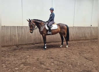 Koń hanowerski, Klacz, 4 lat, 163 cm, Gniada