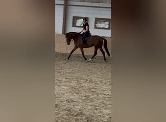 Koń hanowerski, Klacz, 4 lat, 163 cm, Gniada