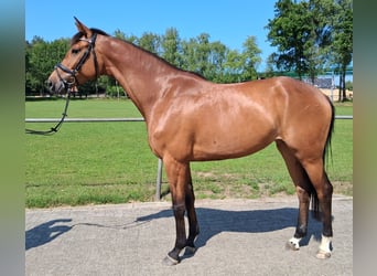 Koń hanowerski, Klacz, 4 lat, 163 cm, Gniada