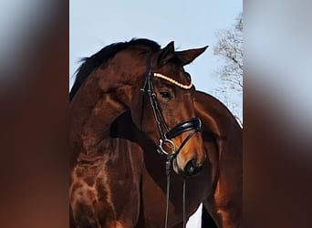 Koń hanowerski, Klacz, 4 lat, 163 cm, Gniada