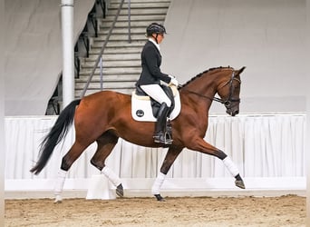 Koń hanowerski, Klacz, 4 lat, 163 cm, Gniada
