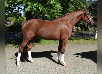 Koń hanowerski, Klacz, 4 lat, 163 cm, Kasztanowata