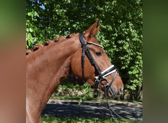 Koń hanowerski, Klacz, 4 lat, 163 cm, Kasztanowata