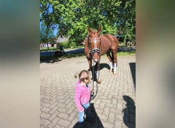 Koń hanowerski, Klacz, 4 lat, 163 cm, Kasztanowata