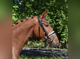 Koń hanowerski, Klacz, 4 lat, 163 cm, Kasztanowata