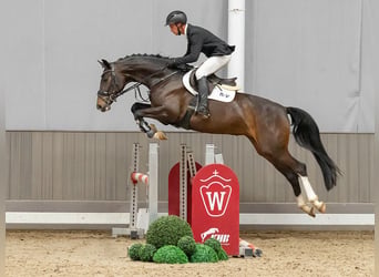 Koń hanowerski, Klacz, 4 lat, 164 cm, Ciemnogniada