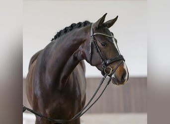 Koń hanowerski, Klacz, 4 lat, 164 cm, Ciemnogniada