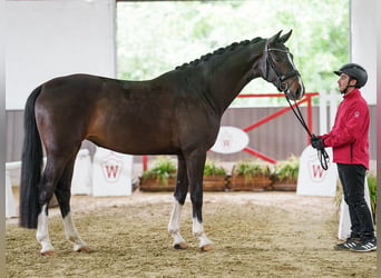 Koń hanowerski, Klacz, 4 lat, 164 cm, Ciemnogniada