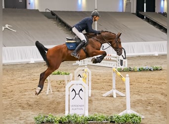 Koń hanowerski, Klacz, 4 lat, 164 cm, Gniada