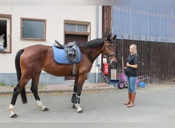 Koń hanowerski, Klacz, 4 lat, 164 cm, Gniada