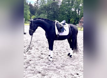 Koń hanowerski, Klacz, 4 lat, 164 cm, Kara