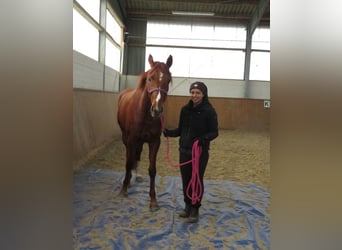 Koń hanowerski, Klacz, 4 lat, 164 cm, Kasztanowata