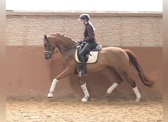 Koń hanowerski, Klacz, 4 lat, 164 cm, Kasztanowata