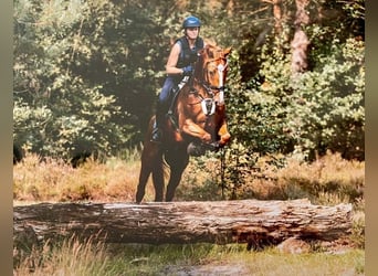 Koń hanowerski, Klacz, 4 lat, 164 cm, Kasztanowata