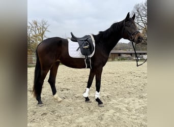 Koń hanowerski, Klacz, 4 lat, 165 cm, Ciemnogniada