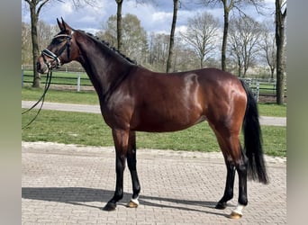 Koń hanowerski, Klacz, 4 lat, 165 cm, Ciemnogniada