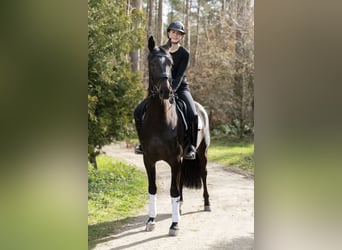 Koń hanowerski, Klacz, 4 lat, 165 cm, Ciemnogniada