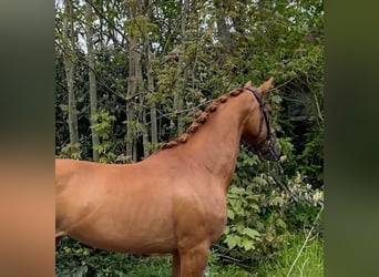 Koń hanowerski, Klacz, 4 lat, 165 cm, Ciemnokasztanowata
