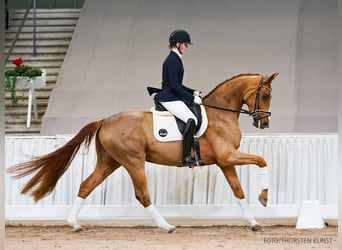 Koń hanowerski, Klacz, 4 lat, 165 cm, Ciemnokasztanowata