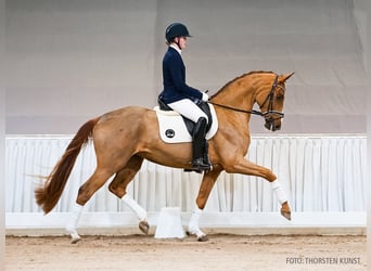 Koń hanowerski, Klacz, 4 lat, 165 cm, Ciemnokasztanowata