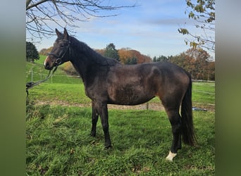 Koń hanowerski, Klacz, 4 lat, 165 cm, Gniada