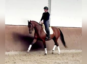 Koń hanowerski, Klacz, 4 lat, 165 cm, Gniada